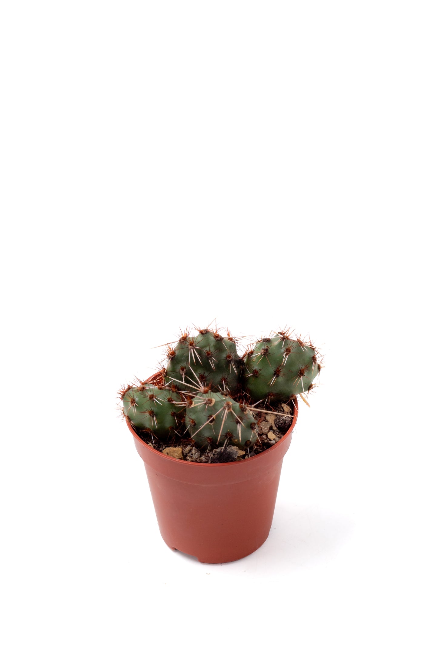 Tunilla Chilensis