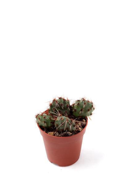 Tunilla Chilensis