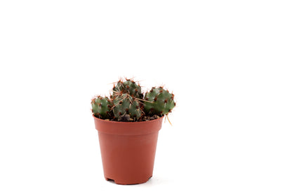 Tunilla Chilensis
