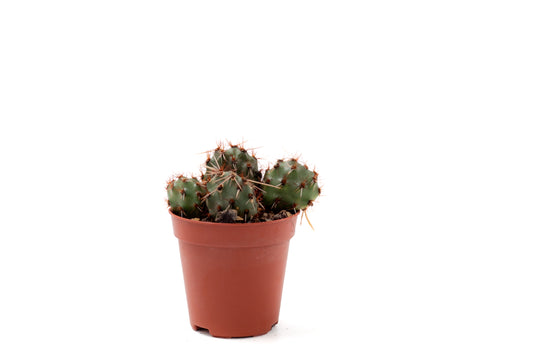 Tunilla Chilensis