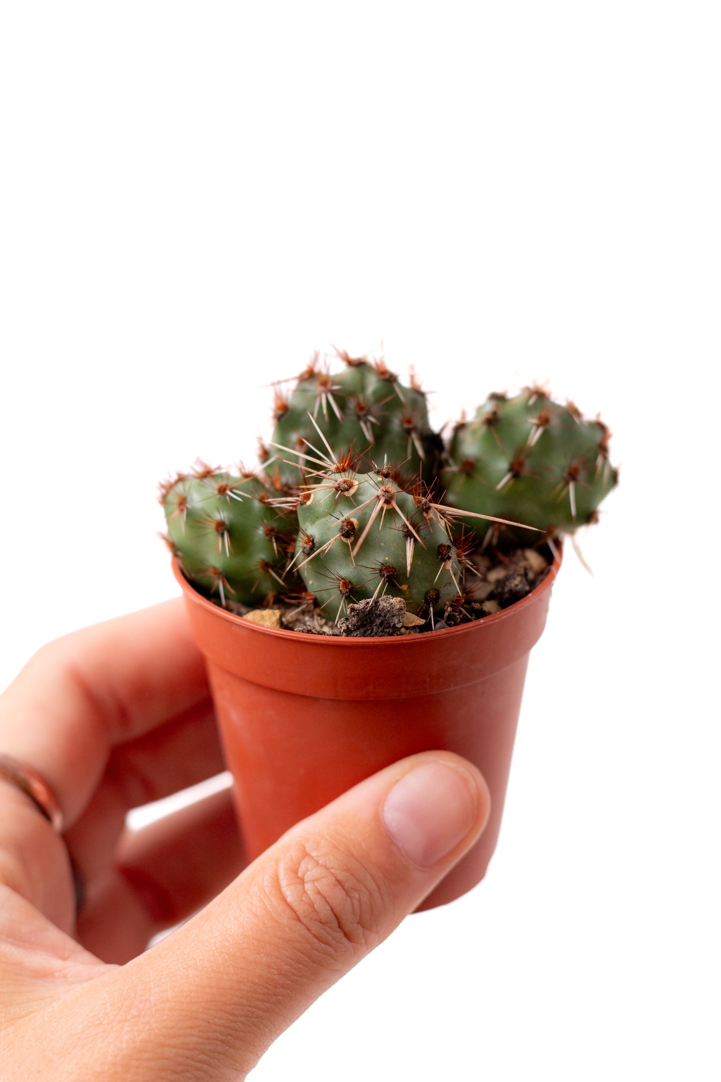 Tunilla Chilensis