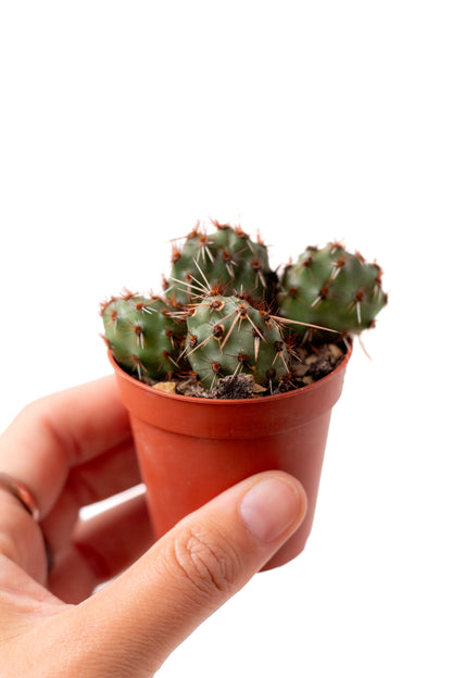 Tunilla Chilensis