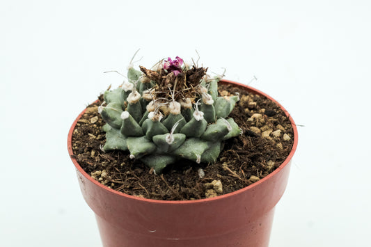 Turbinicarpus alonsoi