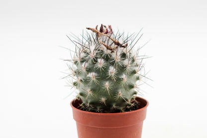 Turbinicarpus saueri ssp. nelissae
