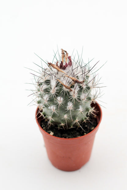 Turbinicarpus saueri ssp. nelissae