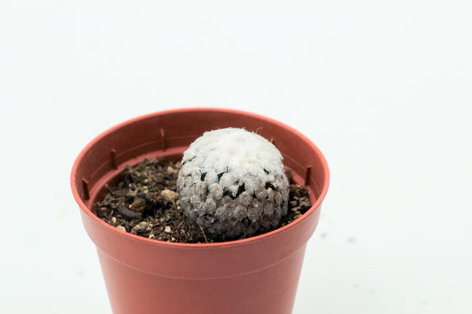 Turbinicarpus valdezianus