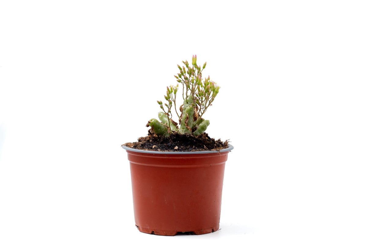 Tylecodon decipiens
