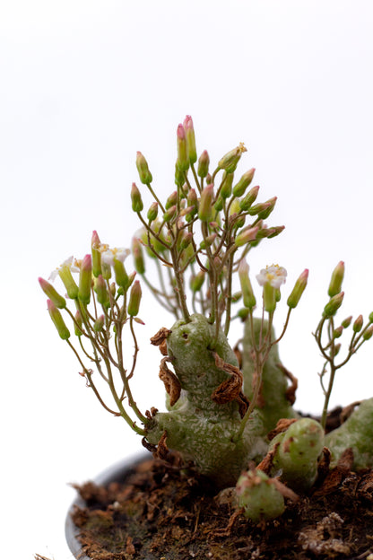 Tylecodon decipiens