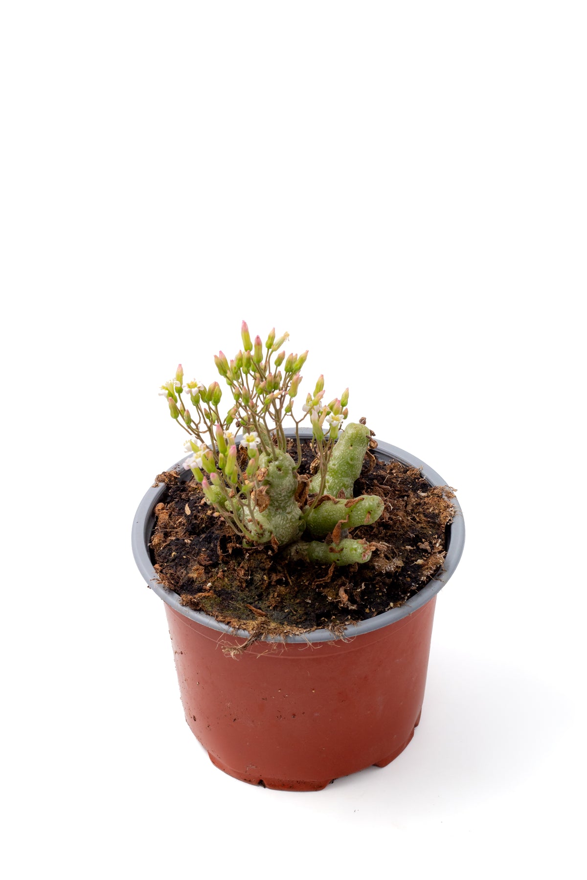 Tylecodon decipiens