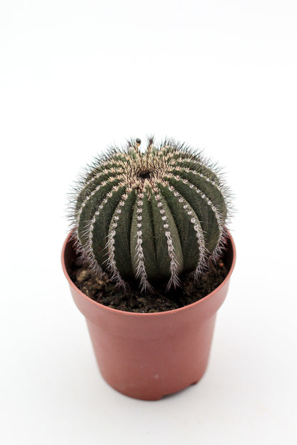 Uebelmannia pectinifera (oude planten geënt)