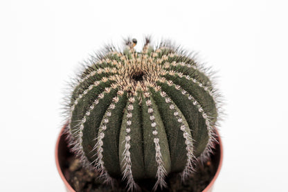 Uebelmannia pectinifera (oude planten geënt)