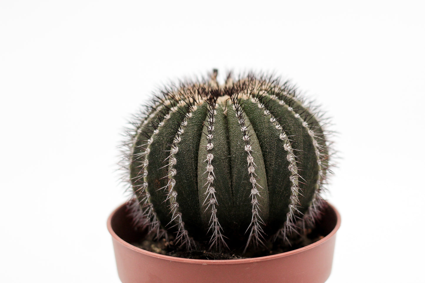 Uebelmannia pectinifera (oude planten geënt)