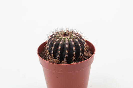 Uebelmannia pectinifera