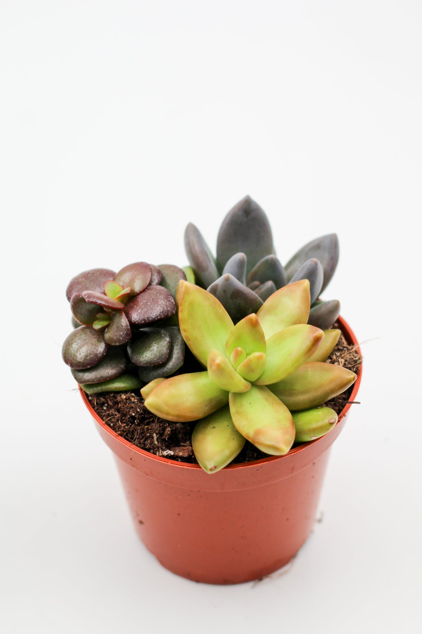 Drie vetplantjes in een terracotta pot op witte achtergrond, mix van Crassula, Echeveria en Kalanchoe