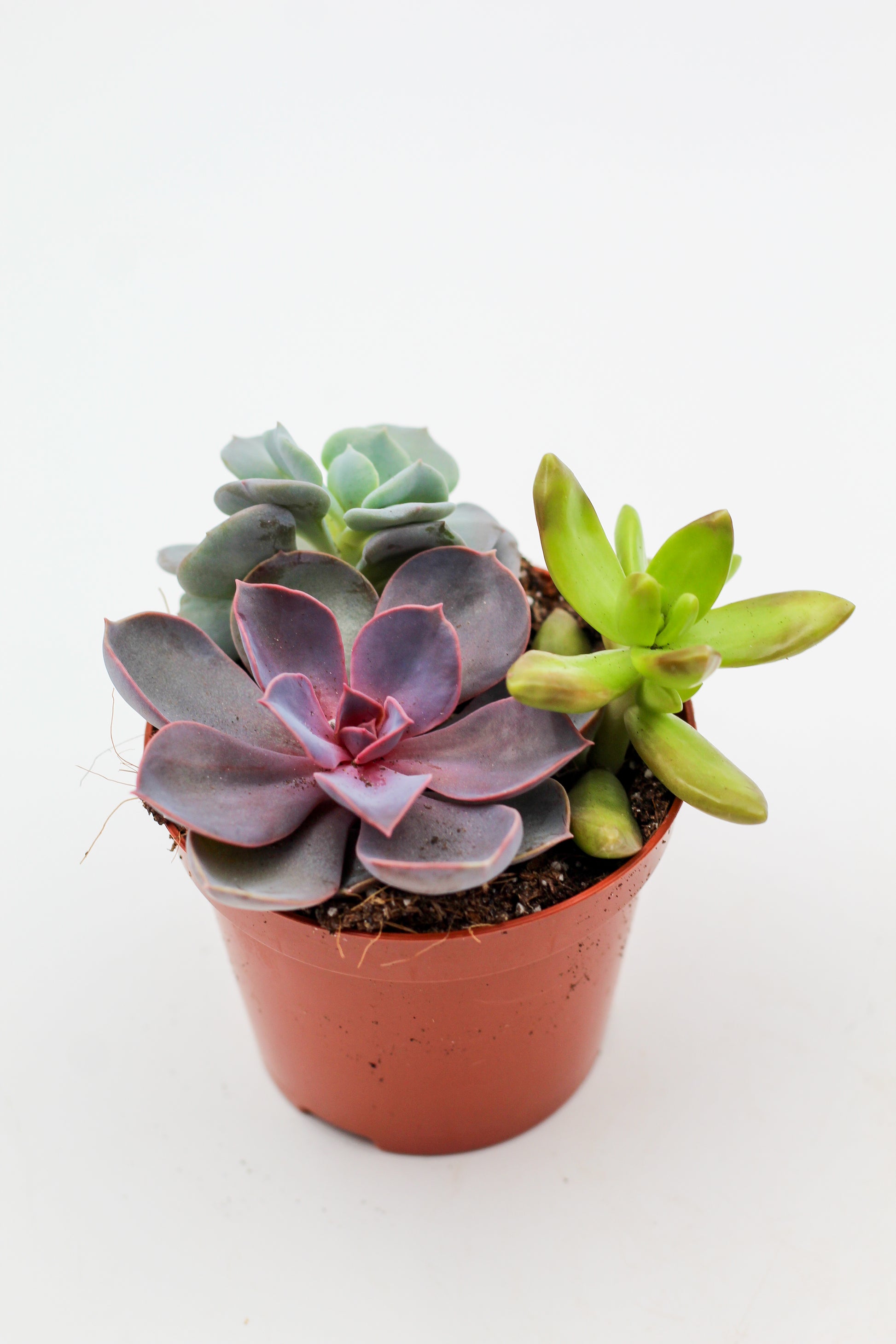Drie vetplantjes in een terracotta pot op witte achtergrond, mix van Crassula, Echeveria en Kalanchoe