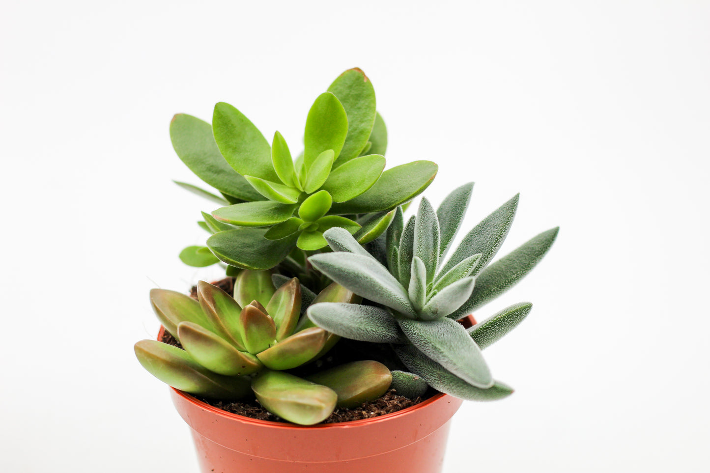 Drie vetplantjes in een terracotta pot op witte achtergrond, mix van Crassula, Echeveria en Kalanchoe