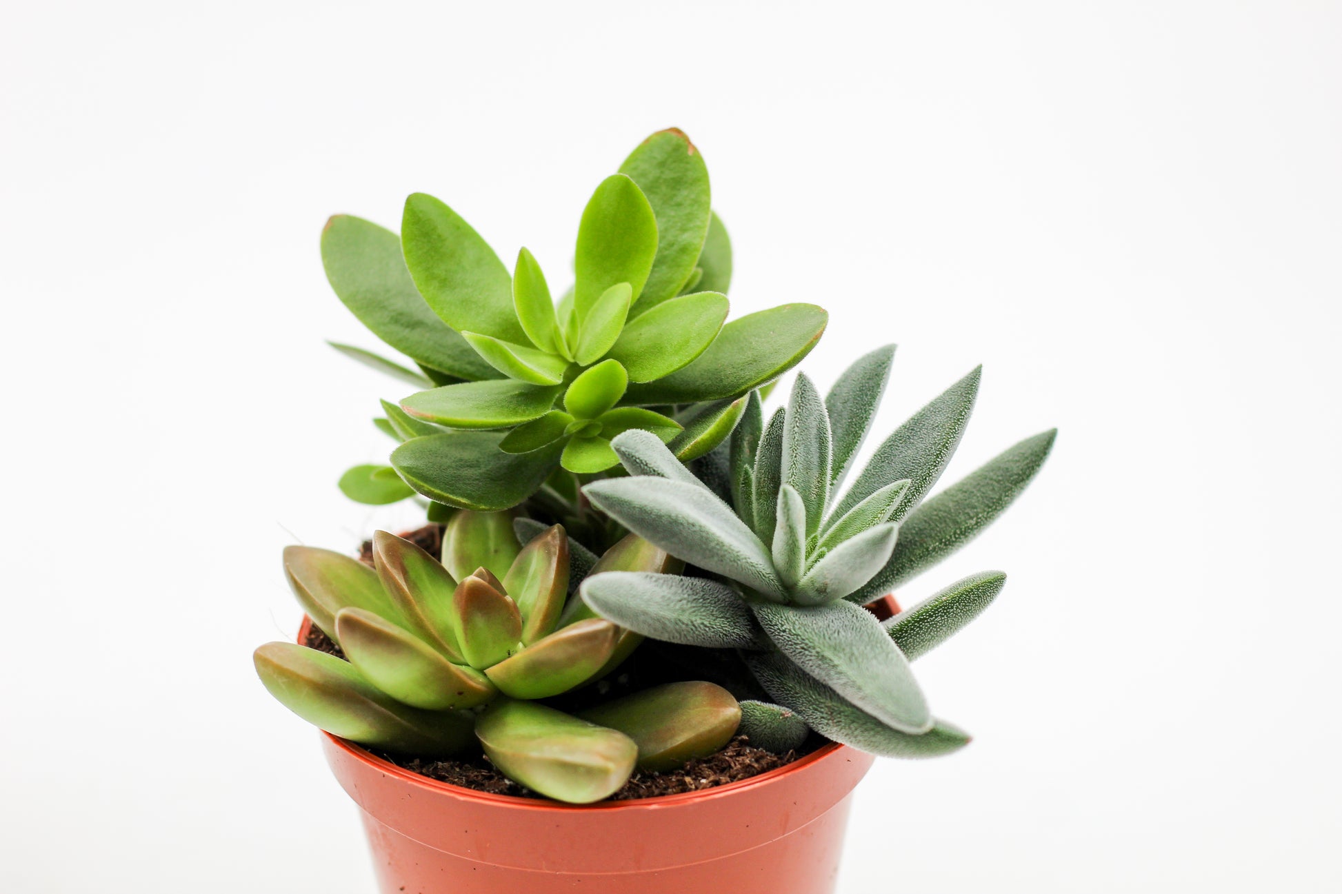 Drie vetplantjes in een terracotta pot op witte achtergrond, mix van Crassula, Echeveria en Kalanchoe