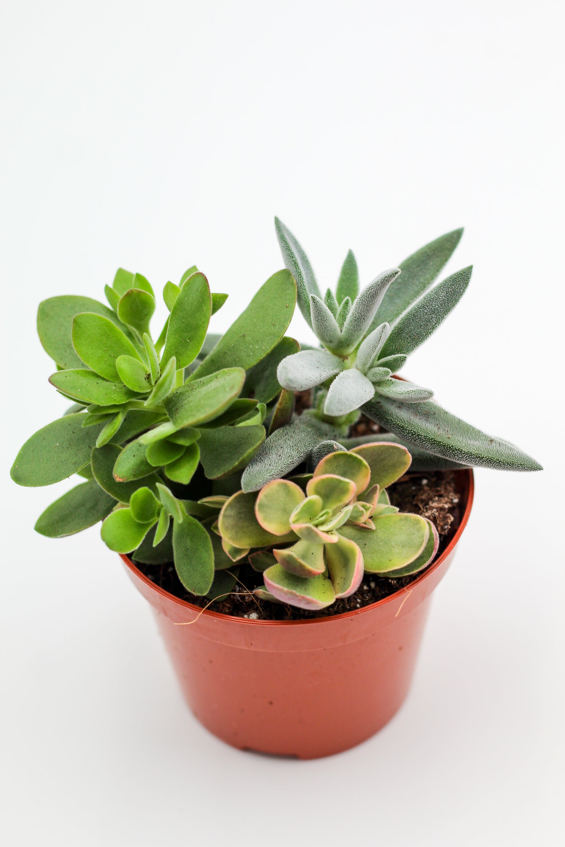 Drie vetplantjes in een terracotta pot op witte achtergrond, mix van Crassula, Echeveria en Kalanchoe