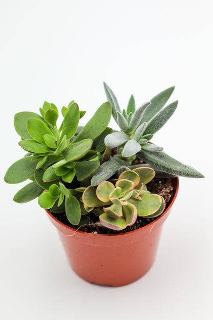 Drie vetplantjes in een terracotta pot op witte achtergrond, mix van Crassula, Echeveria en Kalanchoe