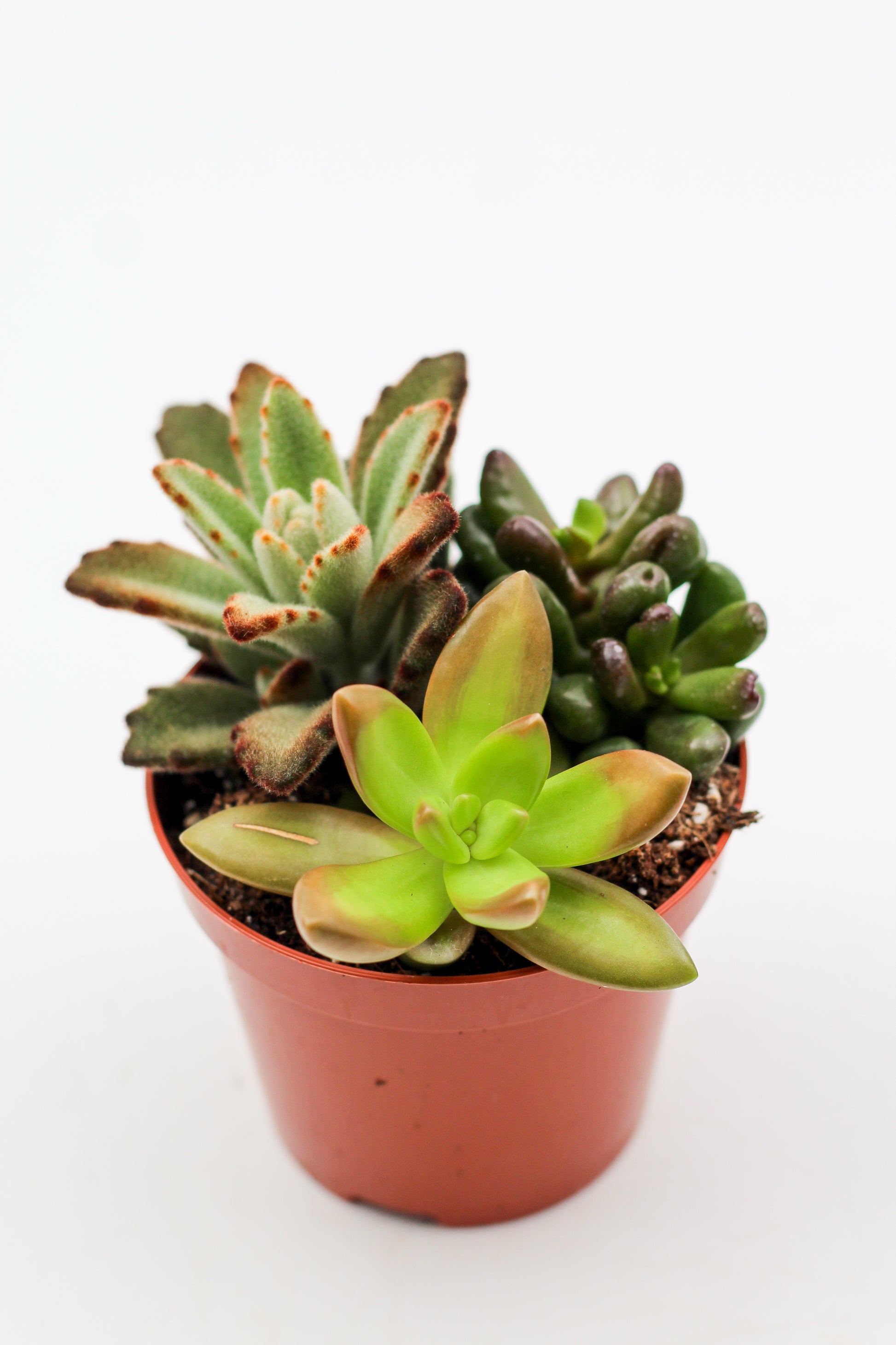 Drie vetplantjes in een terracotta pot op witte achtergrond, mix van Crassula, Echeveria en Kalanchoe