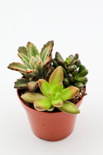 Drie vetplantjes in een terracotta pot op witte achtergrond, mix van Crassula, Echeveria en Kalanchoe