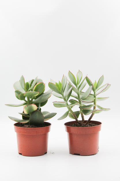 Succulent plant mix 2 pieces in 10.5 cm growing pot