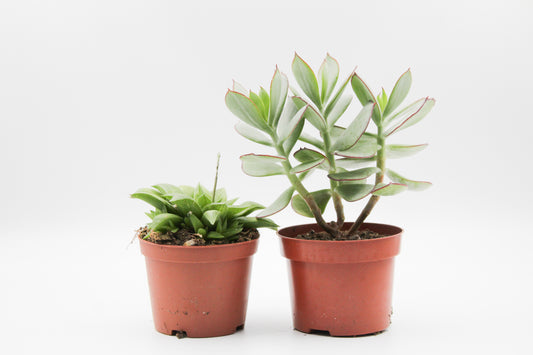 Succulent plant mix 2 pieces in 10.5 cm growing pot