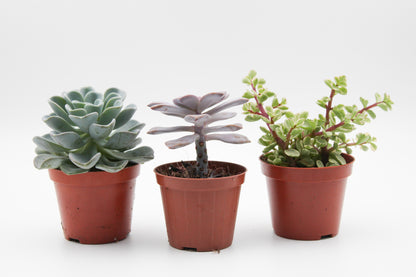 Succulent plant mix 3 pieces in 8.5 cm growing pot