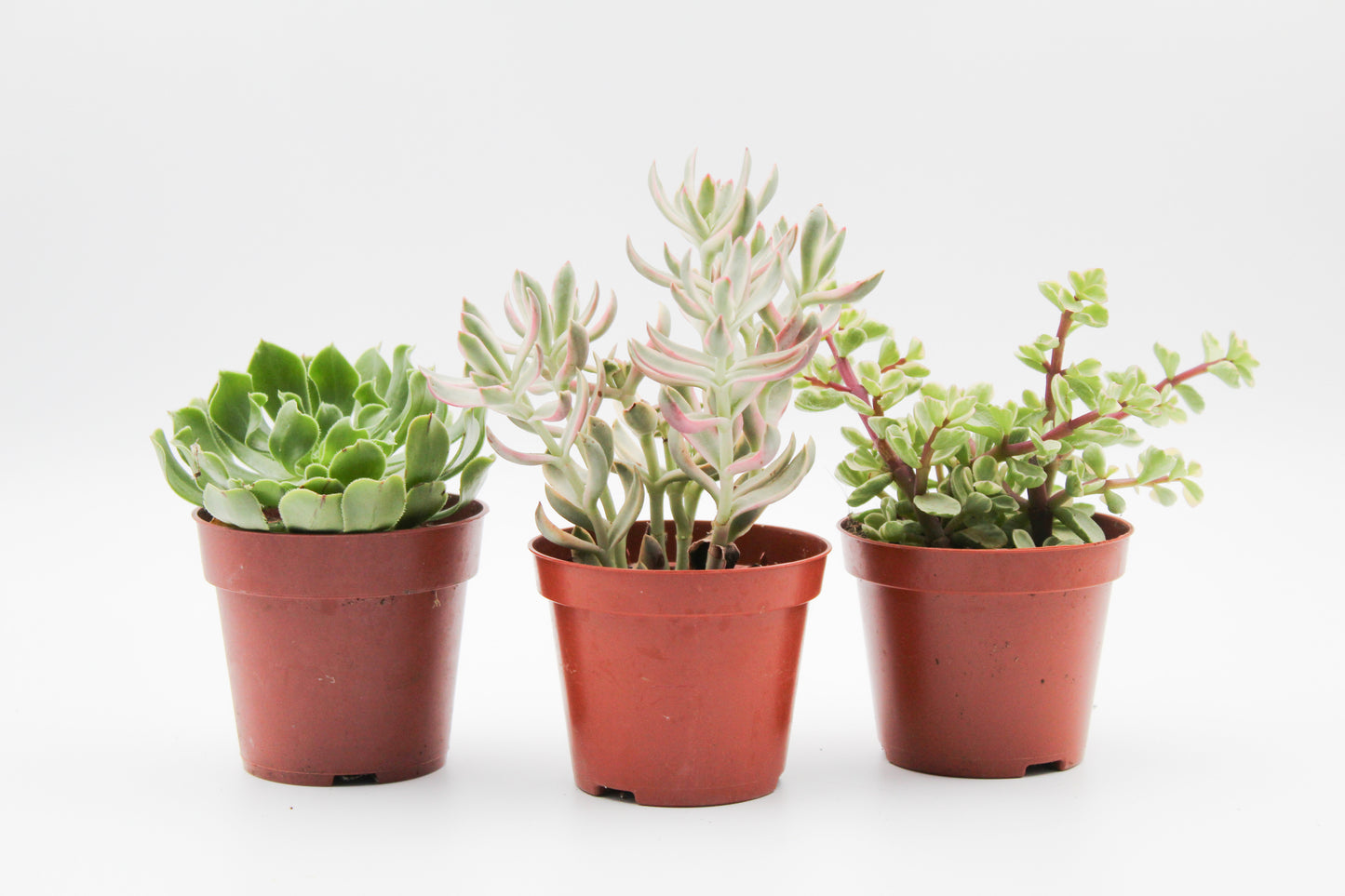 Succulent plant mix 3 pieces in 8.5 cm growing pot