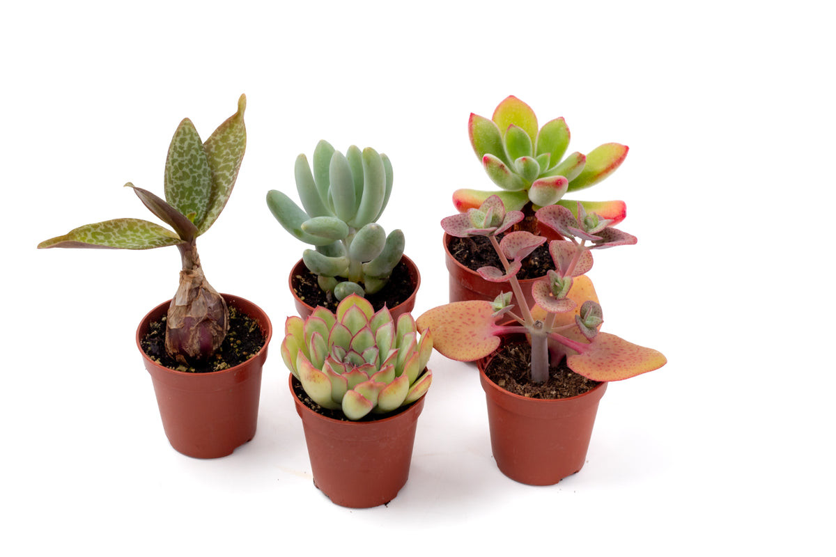 Voordeelset 5st (5,5 cm)Vetplant biologisch