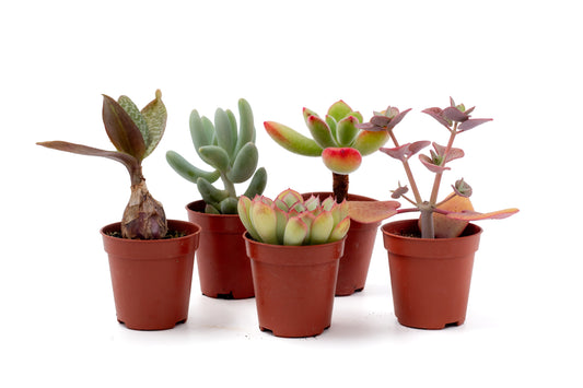 Voordeelset 5st (5,5 cm)Vetplant biologisch