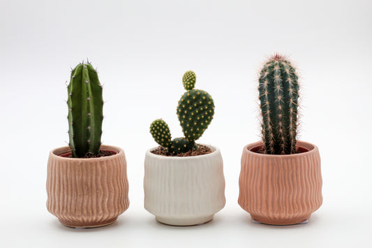 Hieroglyph Advantage Set