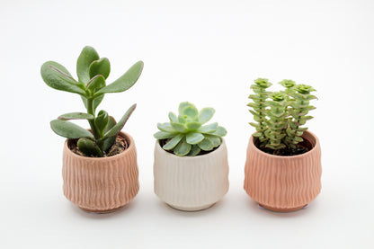 Hieroglyph Advantage Set