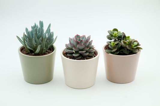 Voordeelset Pastel vibes