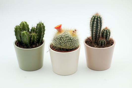 Voordeelset Pastel vibes