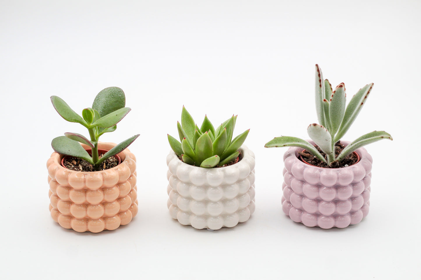 Trendy potten set in zomerse kleuren inclusief vetplant en of cactus
