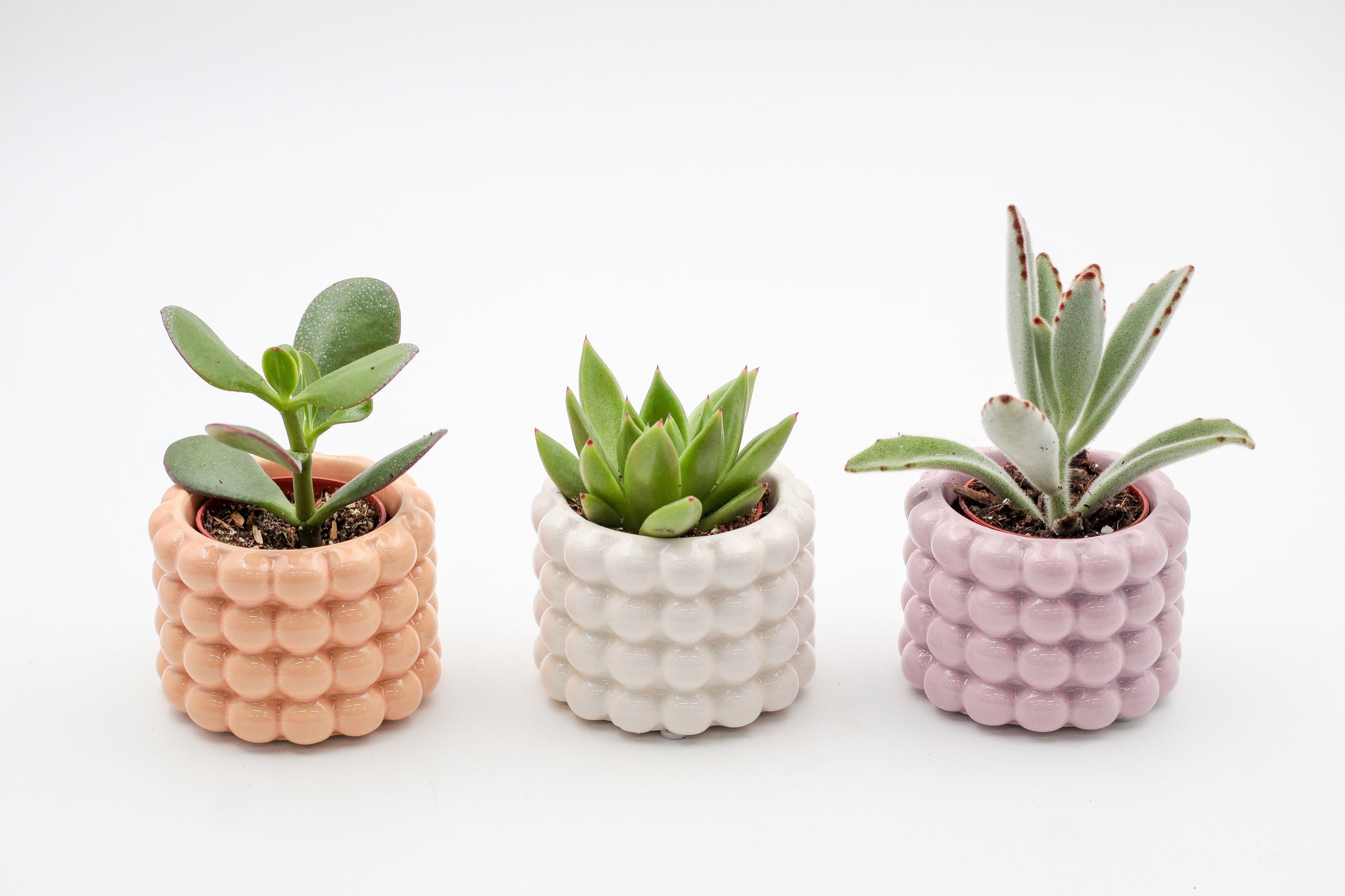 Trendy potten set in zomerse kleuren inclusief vetplant en of cactus