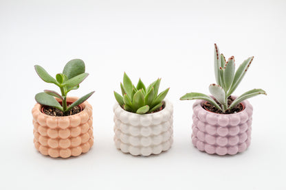 Trendy potten set in zomerse kleuren inclusief vetplant en of cactus