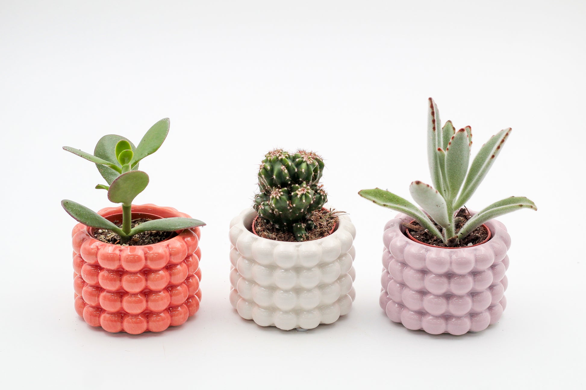 Trendy potten set in zomerse kleuren inclusief vetplant en of cactus