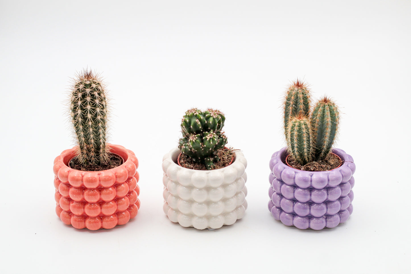Trendy potten set in zomerse kleuren inclusief vetplant en of cactus