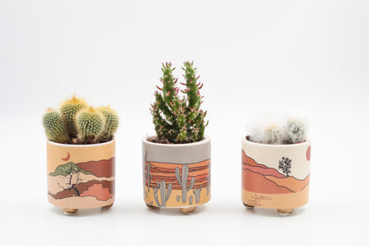 Voordeelset Desert