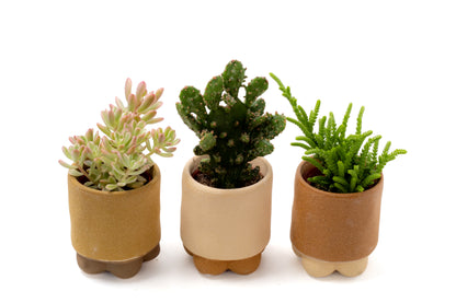 Foto van de drie potjes (bruin/beige/terracotta, golvende voet): "Set van drie handgemaakte sierpotjes in aardetinten met golvende voet, ideaal voor een mini cactus of mini vetplant"