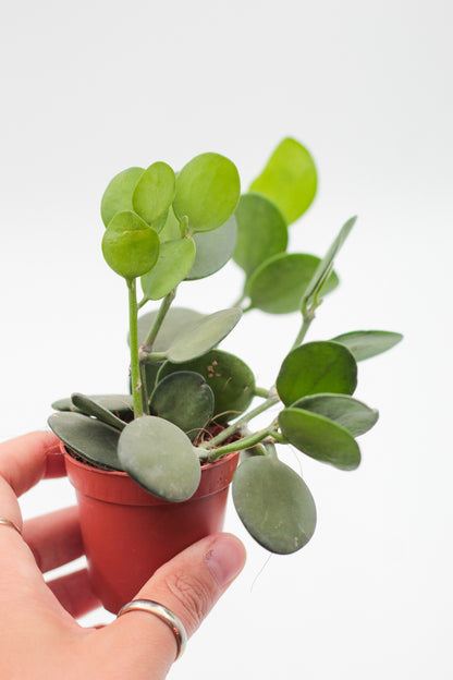 Xerosicyos danguyi "Silver dollar plant"