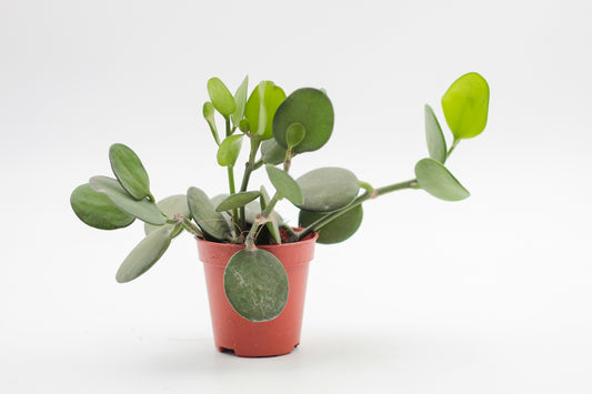 Xerosicyos danguyi "Silver dollar plant"