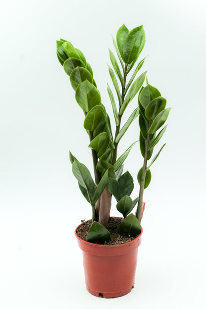 Zamioculcas zamiifolia
