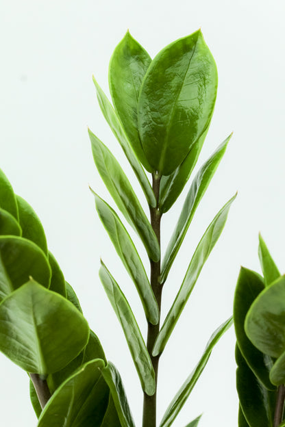 Zamioculcas zamiifolia