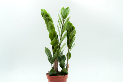 Zamioculcas zamiifolia