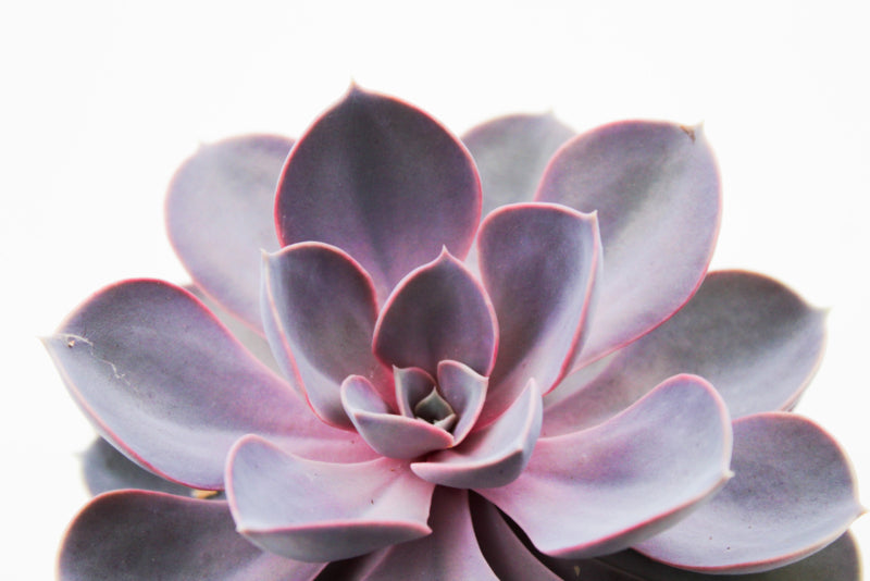 Echeveria Purple Pearl