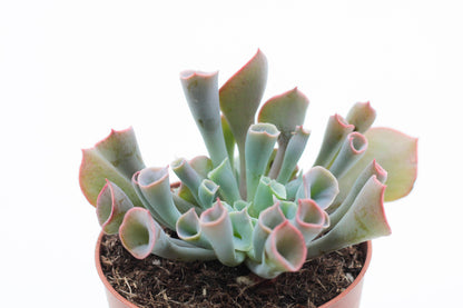 Echeveria Trumpet Pinky