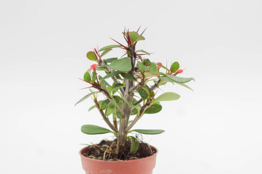 Euphorbia Milii Christusdoorn